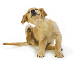 Does My Dog Have Food Allergies, or Environmental Allergies?